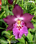 An Image Slideshow